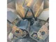 XCMG RP453L Used Road Machinery Paver for Sale